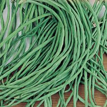 Italian Fagioli Rampicanti Dolcio del Metro Climbing Bean Seeds