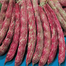 Italian Fagioli Nani Splendido (Borlotto Bean) Bush Bean Seeds