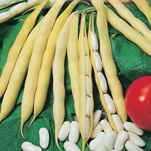 Italian Fagioli Nani Impero Bianco (Cannellino Bean) Seeds