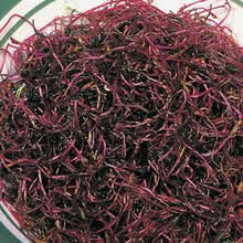 Beet Sprouting Seeds by Thompson and Morgan