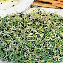 Onion Sprouting Seeds by Thompson and Morgan