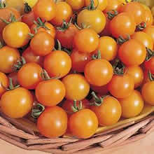 Thompson and Morgan Gold Nugget tomato Seeds