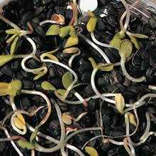Sunflower Sprouting Seeds by Thompson and Morgan