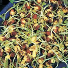 Adzuki Sprouting Seeds by Thompson and Morgan