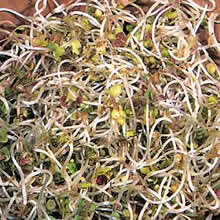 Mustard White Sprouting Seeds by Thompson and Morgan
