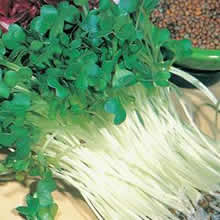 Radish Sprouting Seeds by Thompson and Morgan