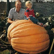Pumpkin Seeds