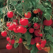 Thompson and Morgan Gartenperle Tomato Seeds