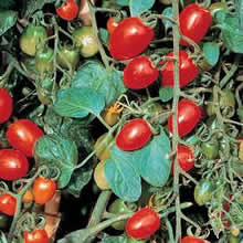 Thompson and Morgan Sweet Olive Hybrid Tomato Seeds