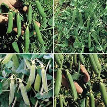 Pea Seeds