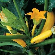 Courgette Seeds