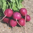 Thompson and Morgan Amethyst Radish Seeds