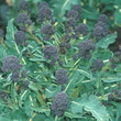 Thompson and Morgan Choice Selection Mix Broccoli Seeds