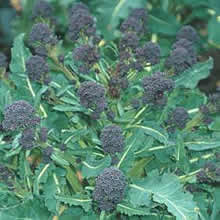 Thompson and Morgan Choice Selection Mix Broccoli Seeds