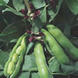 Thompson and Morgan Crimson Flowered Broad Bean Seeds