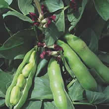 Broad Bean Seeds