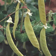 SeedThompson and Morgan Golden Sweet Mangetout Pea s