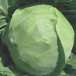 Thompson and Morgan Hero F1 Hybrid Spring Cabbage Seeds