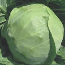 Thompson and Morgan Hero F1 Hybrid Spring Cabbage Seeds