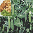 Thompson and Morgan Maro Mushy Pea Seeds