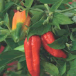 Thompsion and Morgan Naga Jolokia Chili Pepper Seeds (Very Hot)