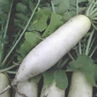 Thompson and Morgan Neptune F1 Hybrid Mooli Radish Seeds