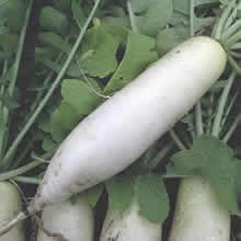 Thompson and Morgan Neptune F1 Hybrid Mooli Radish Seeds