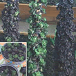 Thompson and Morgan Petit Posy Mix&Trade Brussels Sprout Seeds