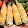 Thompson and Morgan Rising Sun F1 Hybrid Sweetcorn Seeds