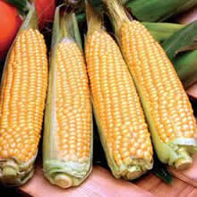 Thompson and Morgan Rising Sun F1 Hybrid Sweetcorn Seeds