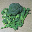 Thompson and Morgan Broccoli : Crown and Sceptres