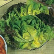 Thompson and Morgan Lettuce : Salad Leaves Mixed