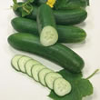 Thompson and Morgan Cucumber : Swing F1 Hybrid