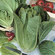 Thompson and Morgan Lettuce : Romaine : Chartwell