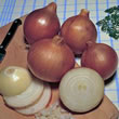 Thompson and Morgan Seeds Onion : Bedfordshire Champion