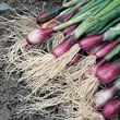 Thompson and Morgan Seeds Onion : Bunching/Spring : Lilia (Red Onion)