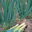 Thompson and Morgan Seeds Onion : Bunching/Spring : Shimonita