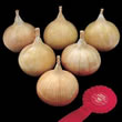 Thompson and Morgan Seeds Onion : Bunton's Showstopper