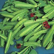 Thompson and Morgan Asparagus Pea
