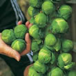 Thompson and Morgan Brussels Sprout : Trafalgar F1