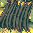 Thompson and Morgan Bean : Dwarf French Bean : Purple Teepee