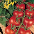 Tomato : Shirley F1