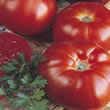 Tomato : Super Marmande