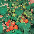 Tomato : Totem F1