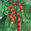 Tomato : Gardeners Delight