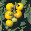 Tomato : Golden Sunrise
