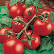 Tomato : Moneymaker