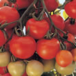 Tomato : Ailsa Craig