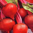Thompson and Morgan Beetroot : Globe : Boltardy
