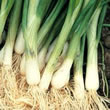 Thompson and Morgan Seeds Onion : Bunching/Spring : Performer